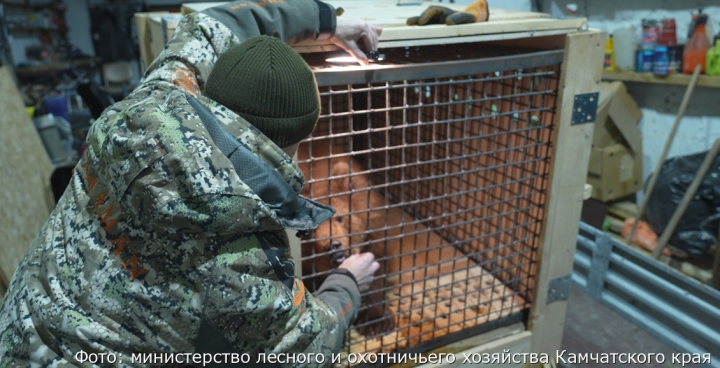 An orphan Kamchatka bear went to the Moscow region