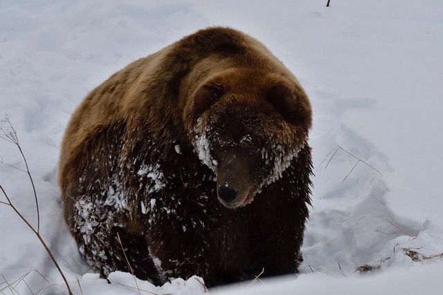 In Kamchatka, the survivors of the hungry year of bears will be counted in the spring