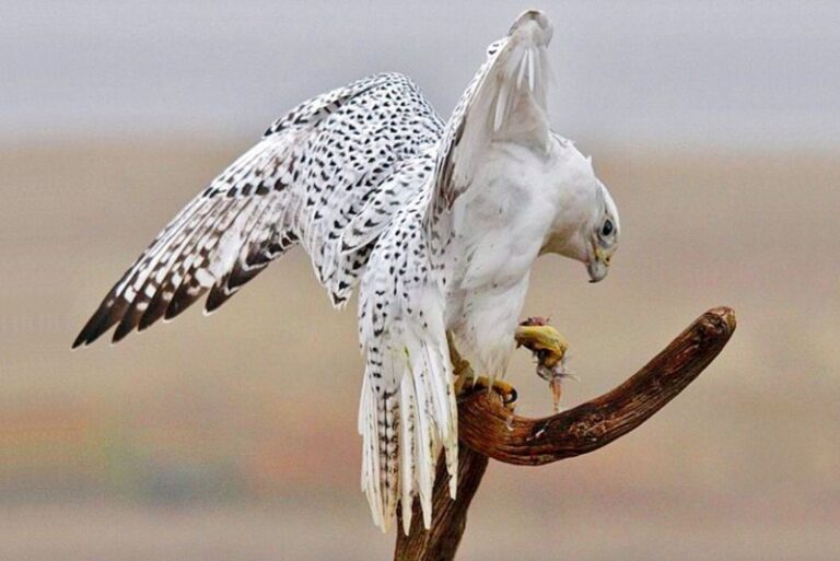 The head of the falcon center «Kamchatka» was convicted of illegally catching gyrfalcons