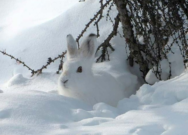 Kamchatka inspectors checked more than 600 hunters of hares