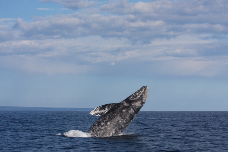 The Okhotsk gray whale population received government support