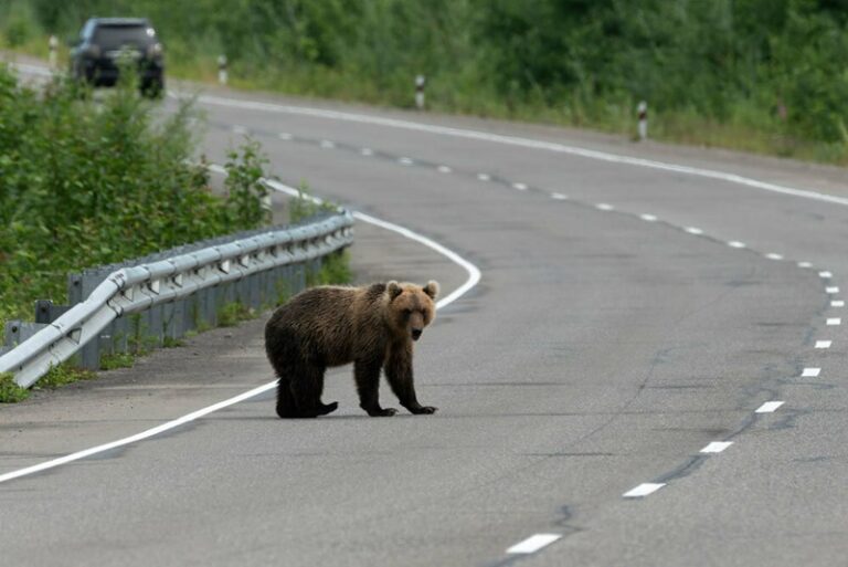 An awakened bear was shot at the Avacha pass in Kamchatka