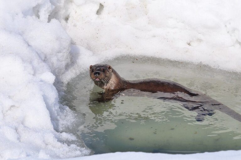 Kamchatka otters do not feed on cones and do not wear socks