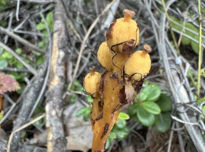 The flora of Kamchatka has been replenished with a new kind of plant