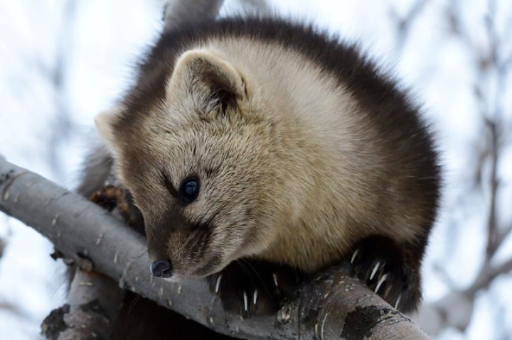 Kamchatka’s protected areas are recognized as a world heritage site