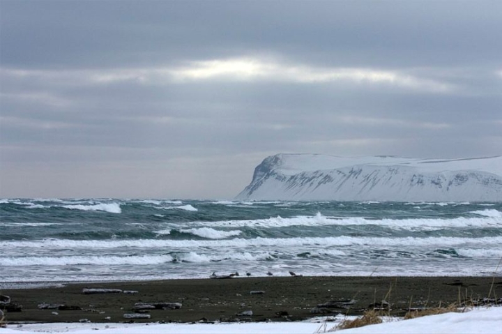 Moscow eco-dictation producers are going to the Commander Islands