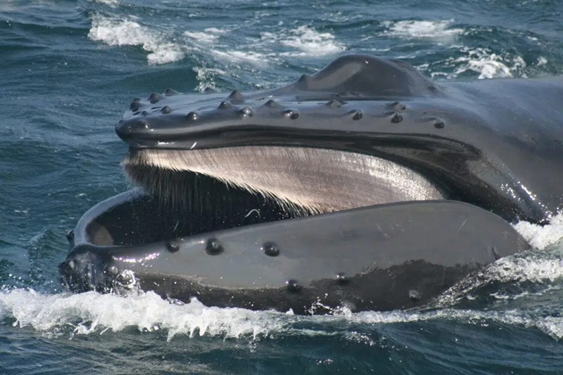 Almost all the remaining gray whales on the planet live off the coast of Kamchatka.