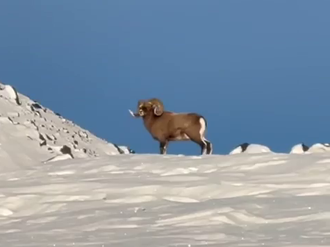 A snow sheep was caught in the lens of inspectors of a natural park in Kamchatka