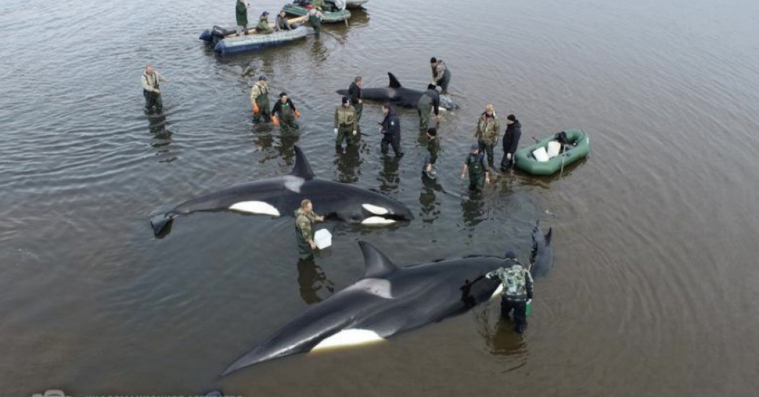 Residents of Kamchatka can vote for the Killer whale Rescuers Award