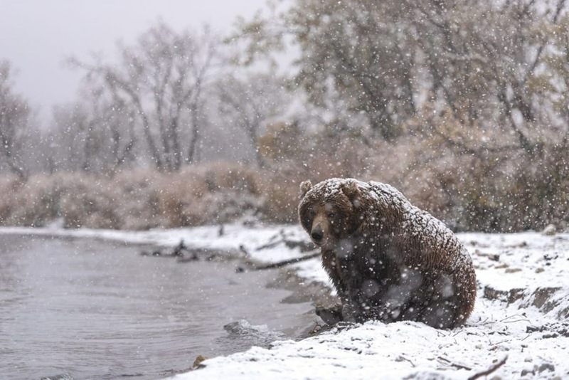 Another bear has been eliminated in Kamchatka