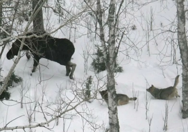 7 moose and 5 bears were shot by poachers in Kamchatka