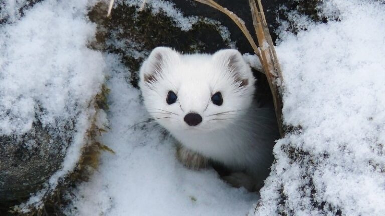 Traces of ermine found on Kultuchny Lake in Petropavlovsk