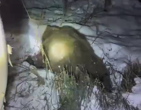 A distressed bear in Kamchatka was finished off with a second shot to the head