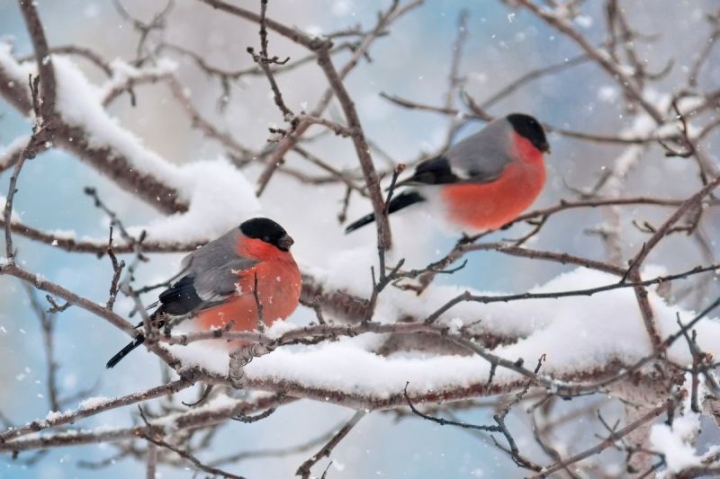 Alien sparrows drove Kamchatka bullfinches into the forest