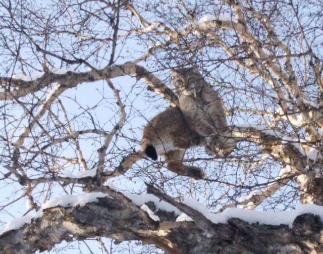 Lynx was beaten off by dogs in a nature park in Kamchatka