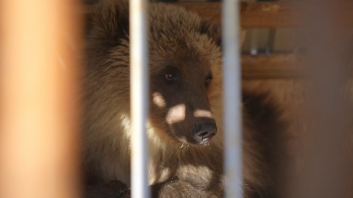 The third orphan bear cub from Kamchatka flew to the Lviv Park near Moscow