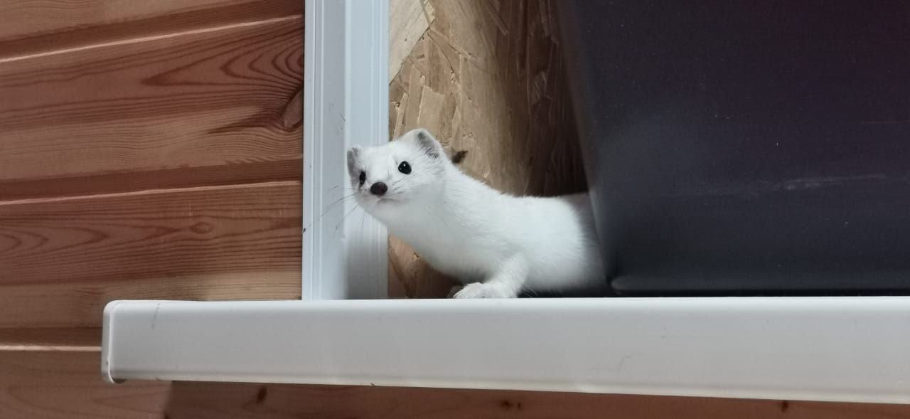 A thieving ermine visited the rangers of the Kronotsky Nature Reserve in Kamchatka