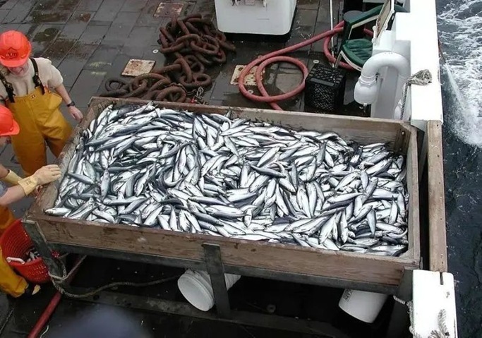 Kamchatka fishermen took part in the Okhotsk pollock fishing season 2025