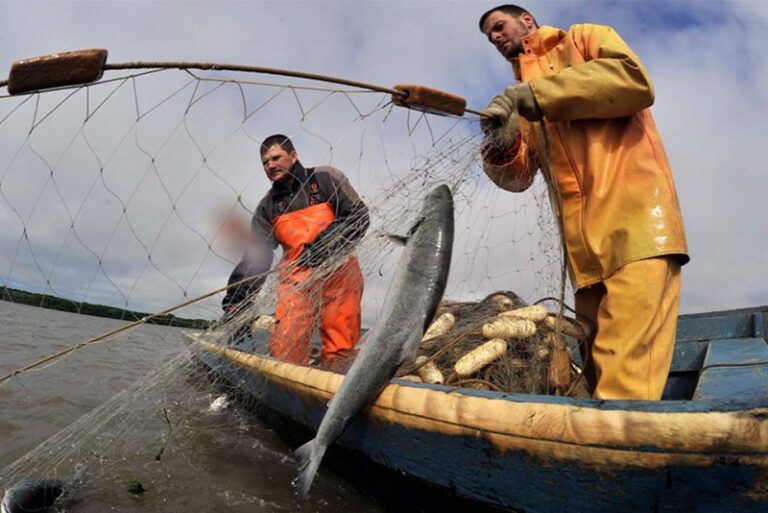 There will be no biting: salmon fishing volumes may fall in Russia