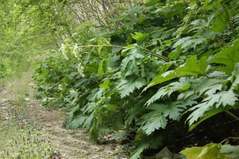 Sosnovsky’s hogweed continues to capture Kamchatka