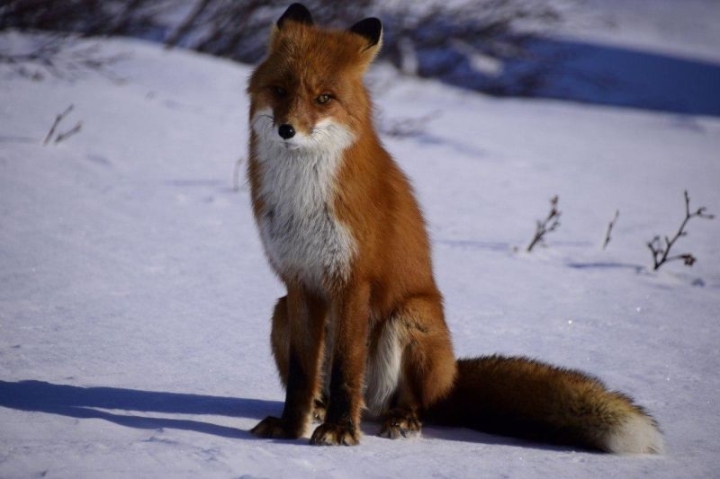 The season of fox weddings has begun on the Avachinsky pass of Kamchatka