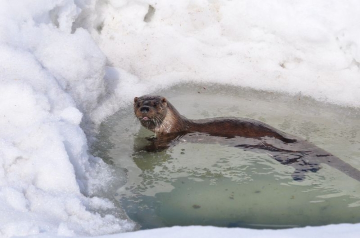 Kamchatka otters turned out to be more cunning than the reserve inspector