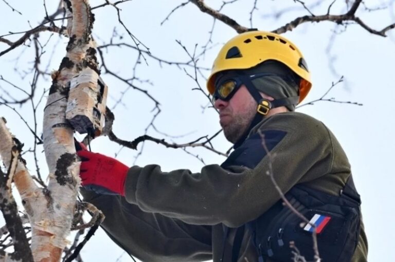 In Kamchatka, rare eagles are being rescued using drones and trackers