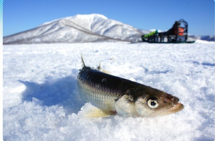 KamchatNIRO experts assessed smelt catches on Lake Nerpichy in Kamchatka