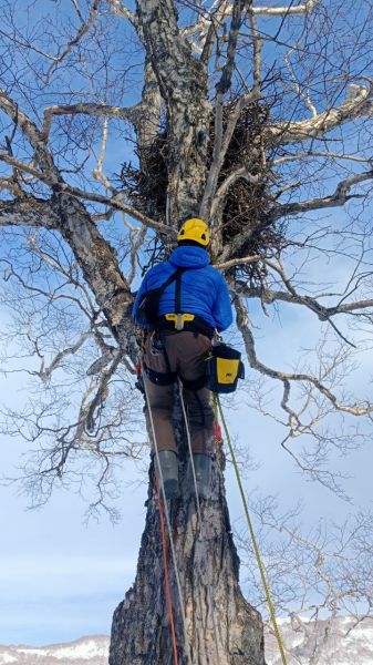 Ornithologists have installed camera traps in the nests of rare birds of the Kamchatka Wildlife Sanctuary