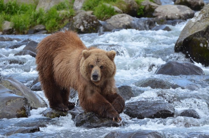 Kronotsky Nature Reserve in Kamchatka launched “Bear Wednesday”