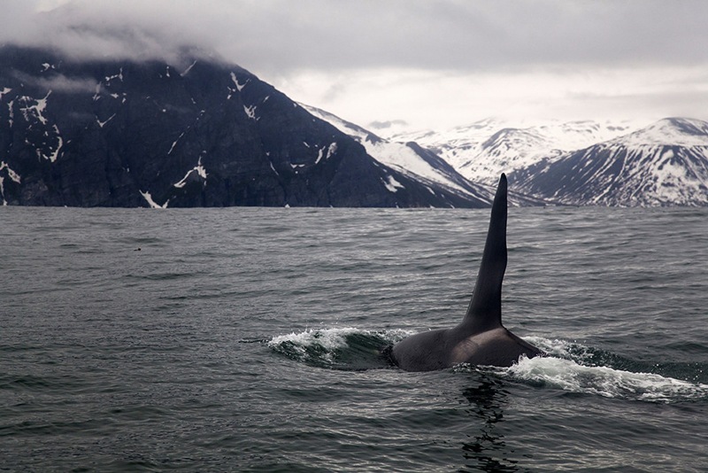 Engine noise and stress: the price of “sea” selfies for whales and killer whales