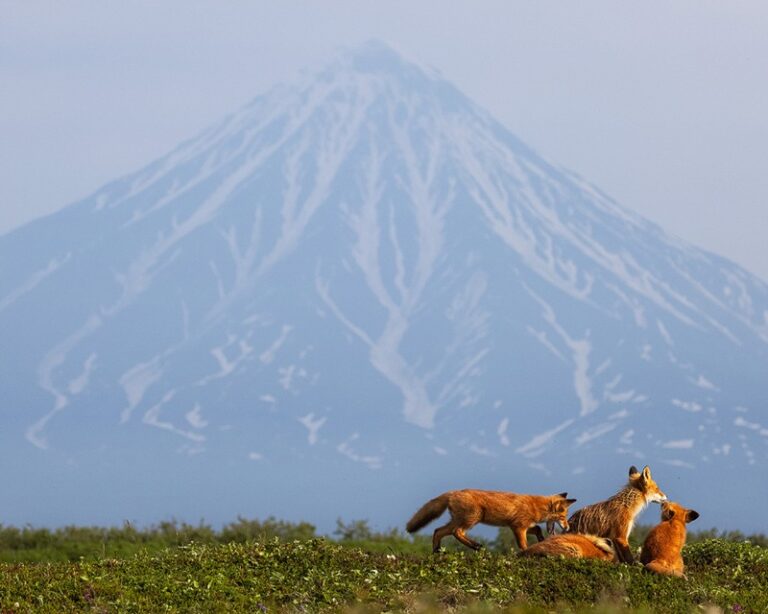 Fox passions in Kamchatka: what is the danger of feeding wild animals