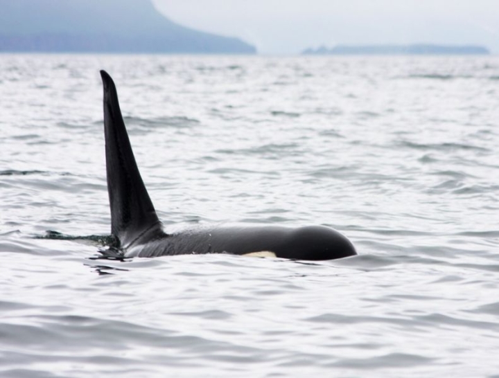 Cannibal killer whales: scientists have discovered a previously unknown behavior pattern of whales on Commodores