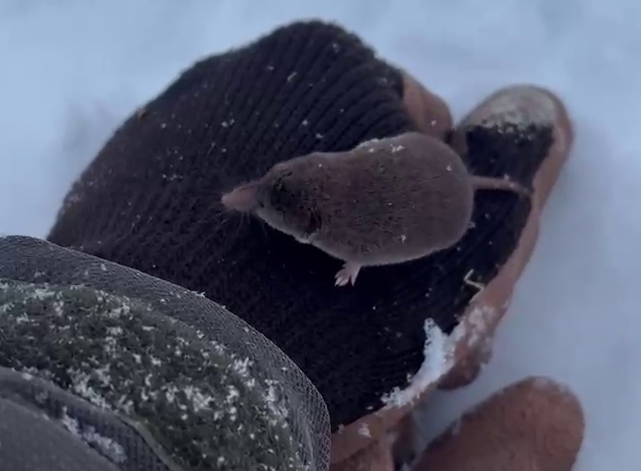 Kamchatka brown tooth got into an accident in a nature reserve