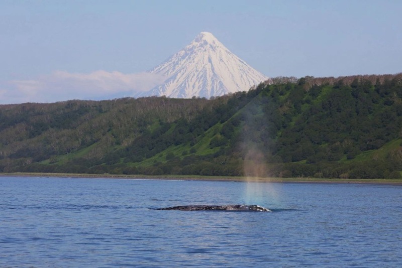 Gray whales are under threat: Russian scientists join forces