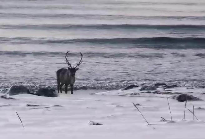 A female wild reindeer in Kamchatka came to the ocean to eat algae