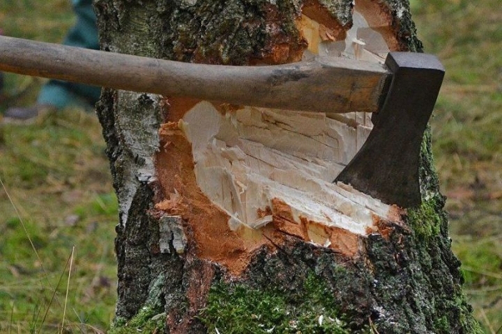 The “Black lumberjack” received a real sentence for destroying a grove in Petropavlovsk