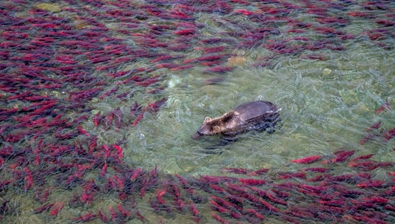 Quotas for smelt and char fishing have been allocated for the Kamchatka National Forest