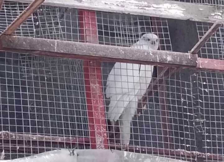 In Vilyuchinsk, a gambling goshawk got trapped in a dovecote