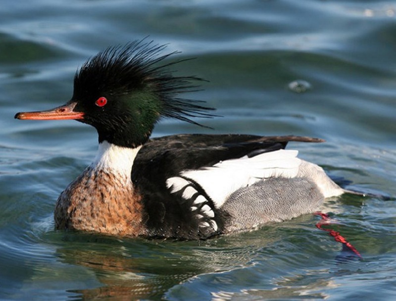 An extremely rare hybrid species of ducks has been spotted in Kamchatka.