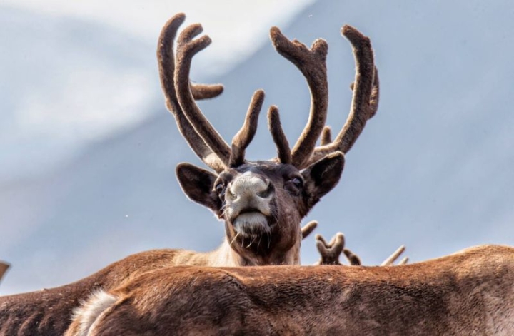 In the north of Kamchatka, the risk of starvation remains.