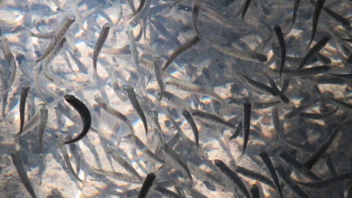 Kamchatka road workers will release young salmon into the river to compensate for environmental damage