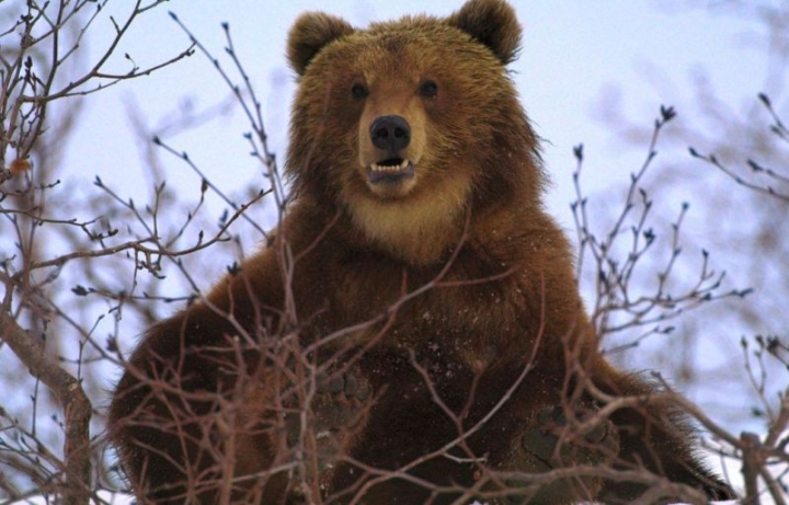 A film about bears, The Clubfoot Story, is being shot in Kamchatka