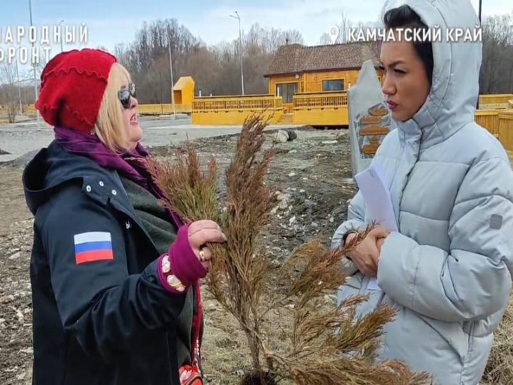 In Yelizovo, tree seedlings died in a new park