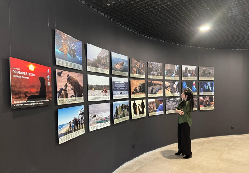 Rescue a seal from a garbage noose: photo exhibition in the Kronotsky Nature Reserve