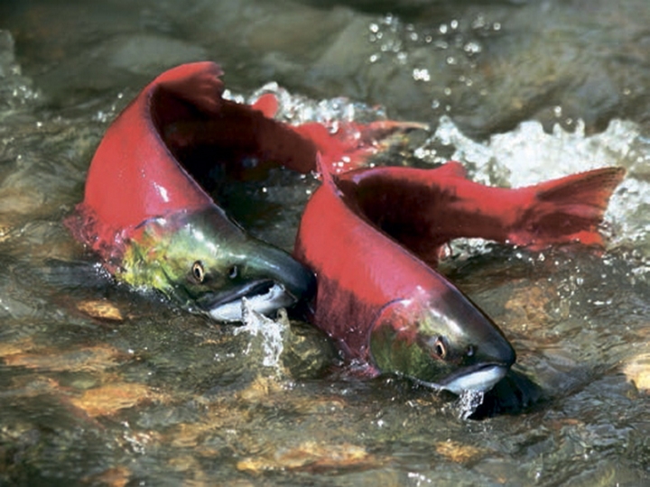 Kamchatka residents are invited to make a personal contribution to the salmon population