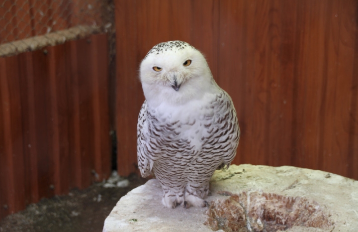 Yelizovsky zoo to be closed in Kamchatka