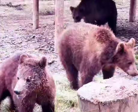 Kamchatka cubs celebrated a housewarming party in the Moscow region
