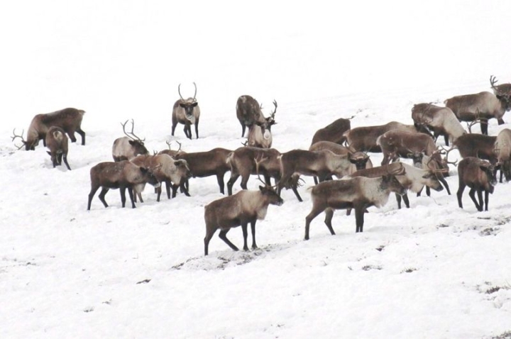 In the north of Kamchatka, deer are at risk of starvation.