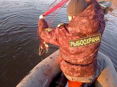 Kamchatka fish inspectors caught 68 poachers in a week
